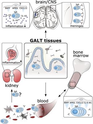 The Wanderings of Gut-Derived IgA Plasma Cells: Impact on Systemic Immune Responses